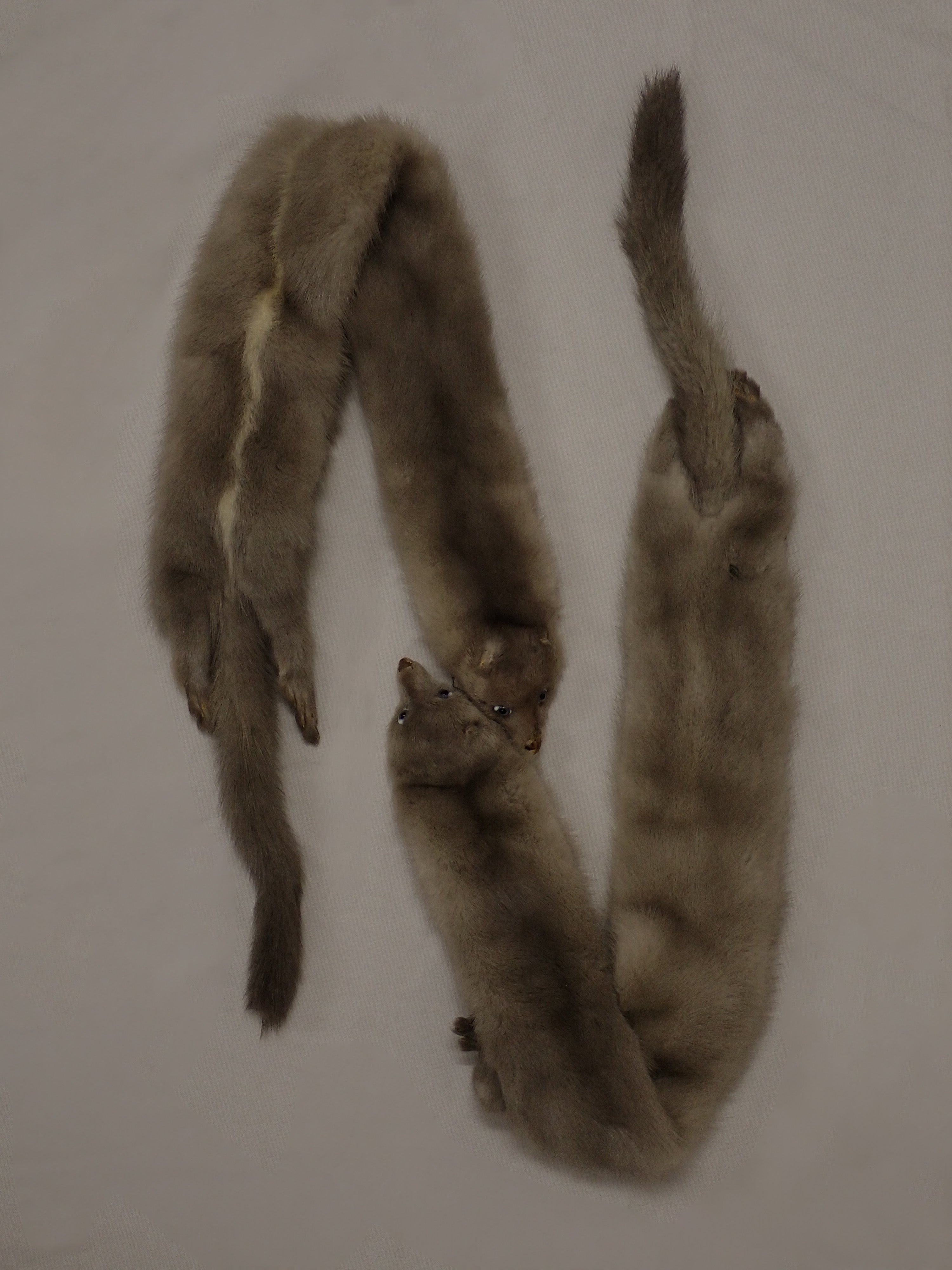 Ferret scarf